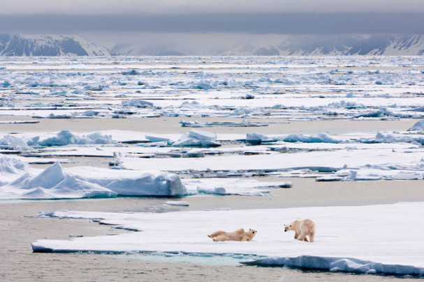 How researchers discovered phytoplankton are warming the Arctic