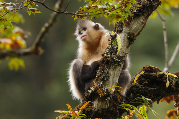 Kunming's natural advantage