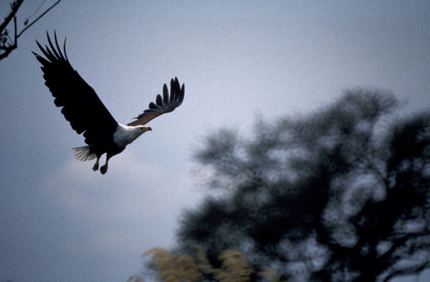Predatory journals find their prey