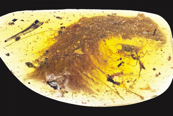 Dinosaur fossil ruffles feathers online