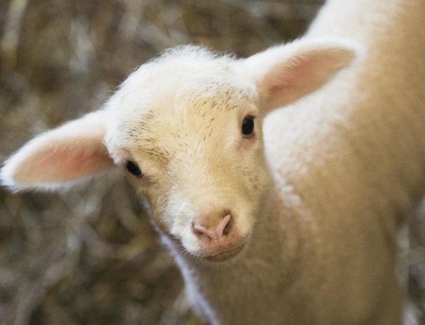 Artificial womb system raises ethical debate
