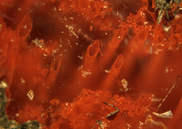 World’s oldest fossils rock the web