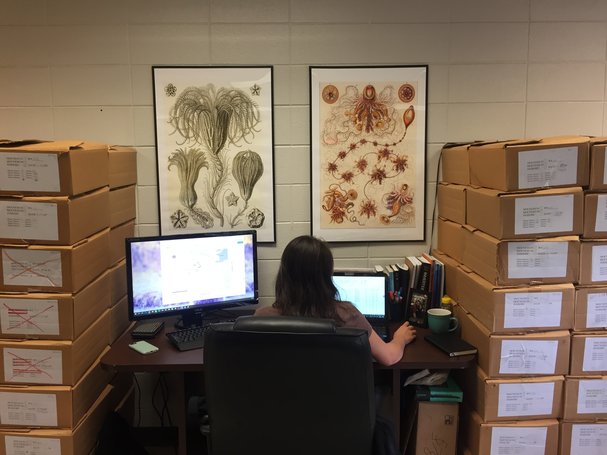Q&A Kelly Robinson: Sample archive serves as a plankton ecologist’s rainy-day fund