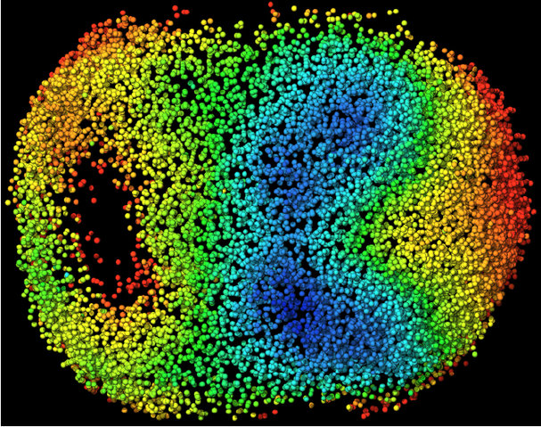 Stop, Start, Rewind: A front-seat view of mouse development