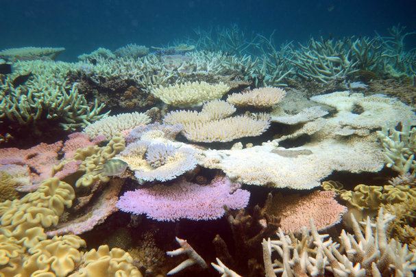 Coral bleaching pushes alarm buttons