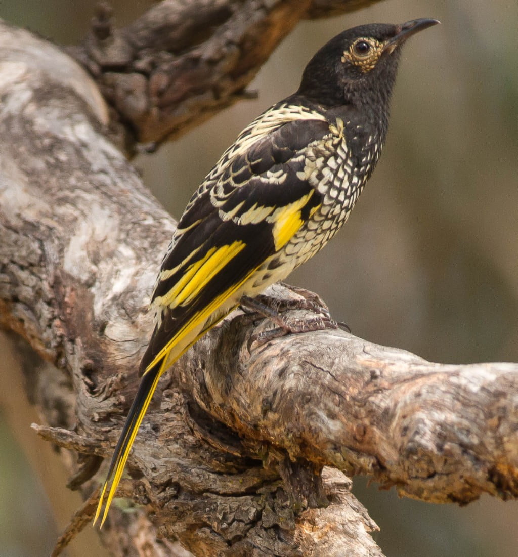 regent honeyeater