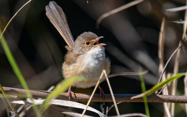 Women have disrupted research on bird song, and show how diversity can improve all fields of science