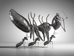 Rise of the zombie ants
