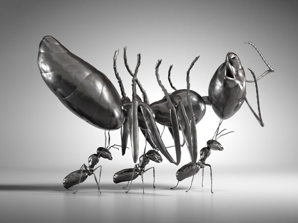 Rise of the zombie ants