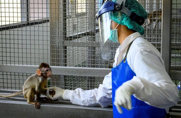 Pandemic puts spotlight on animal experimentation choices