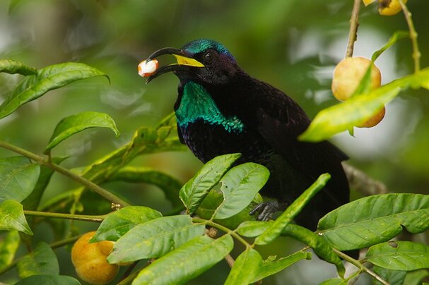 Birds of paradise reveal a dark secret