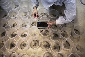Wolbachia goes to work in the war on mosquitoes