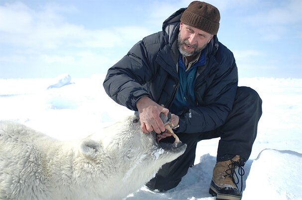 Polar bear researchers struggle for air time