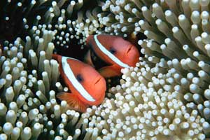 Housing shortage in South-East Asia forces clownfish to live in harmony