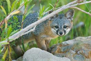 Island species outfoxes genetic fate 