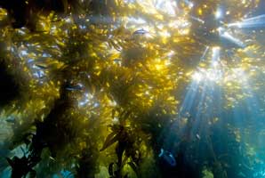 Australia's Great Southern Reef devastated by heatwave