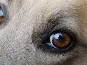 Reversing cataracts with eye drops