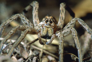 Using tarantulas to settle nerves