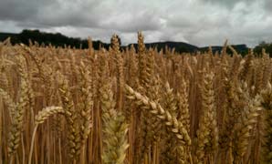 Impact of climate-related disasters depends on food security