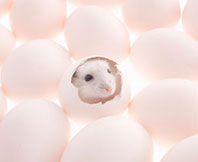 What came first, the mouse or the egg?