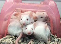 Lethargic lab mice and the science of slumber