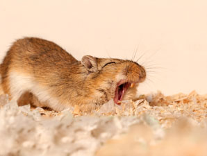 Neurons are the hands of brain cells’ internal clocks
