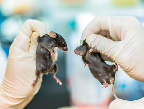 Rowdy and randy rodents