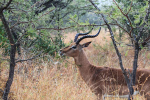 Plain-eating antelopes