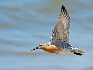 Shorebirds shrink from Arctic warming