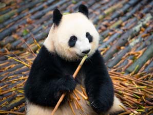 Pandas go out on a limb