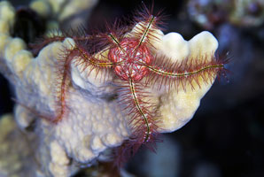 Divulging deep sea secrets