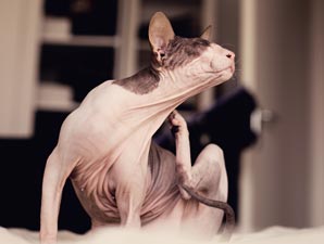 Scratching beneath the surface of an itchy condition