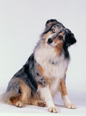 Older dogs don’t like baby-talk