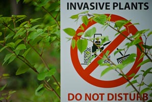 Hybrid invaders are more successful