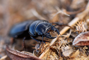 How beetles grow the mightiest mandibles