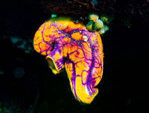 How sea squirts got their safety sac