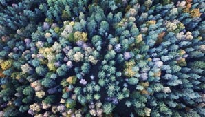 Searching for the forest in the trees