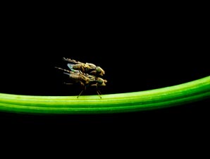 Frisky fruit flies