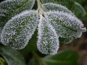 How plants chill out