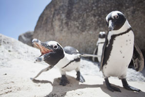 Young penguins trapped by depleted fishing grounds