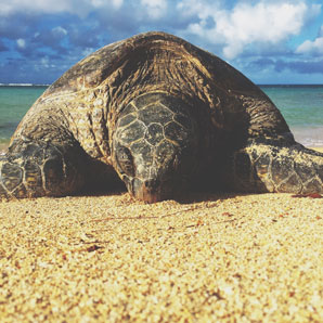 Sea turtle numbers far smaller than estimated