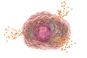 Granular guardians of the immune system