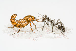 Beetles join the ranks of army ants