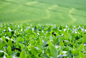 Flowering gene helps soybeans adapt to tropical regions