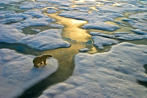 Arctic sea-ice warmed from below as well as above