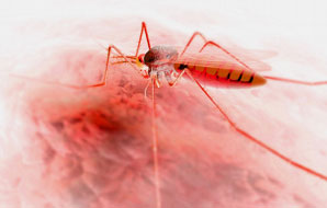 Genetic fingerprints reveal killer disguise