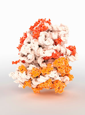 Watching proteins get into shape