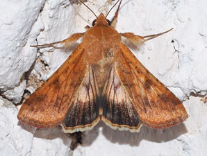 Why male moths prefer older females