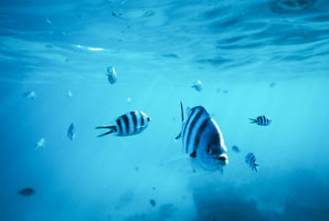 Stripy fish reveal their personalities