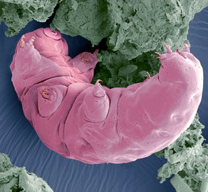 Proteins turn the tide for dried out water bears